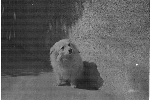 陳小花(一) ─ 小花的到來