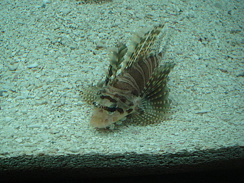 哥倆兒遊上海世博